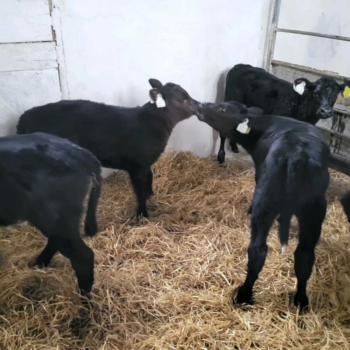 8 top quality angus heifer  calves for sale - Image 1