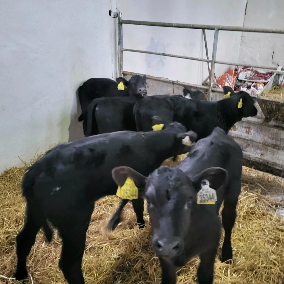 8 top quality angus heifer  calves for sale - Image 3