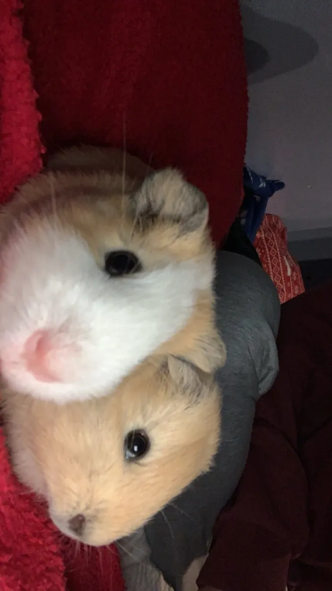 Guinea pig - Image 1