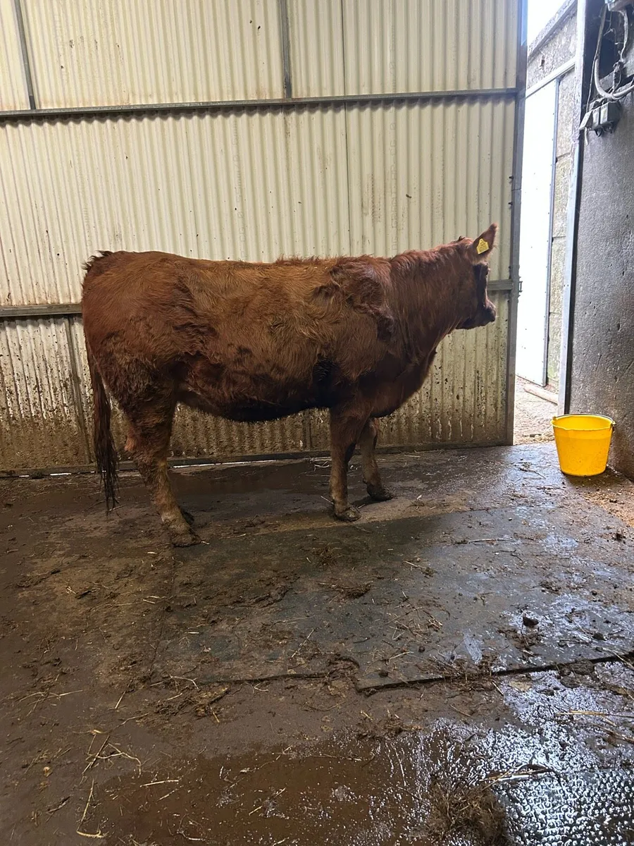 Breeding heifer - Image 2