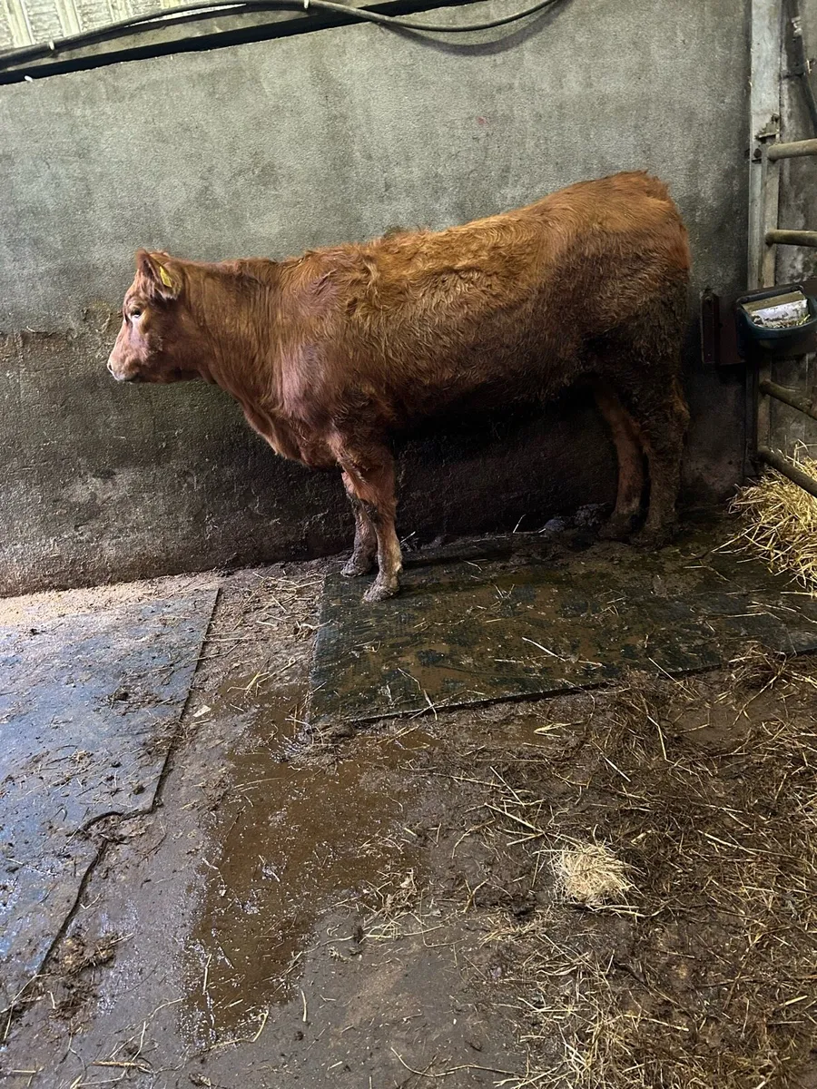 Breeding heifer - Image 3