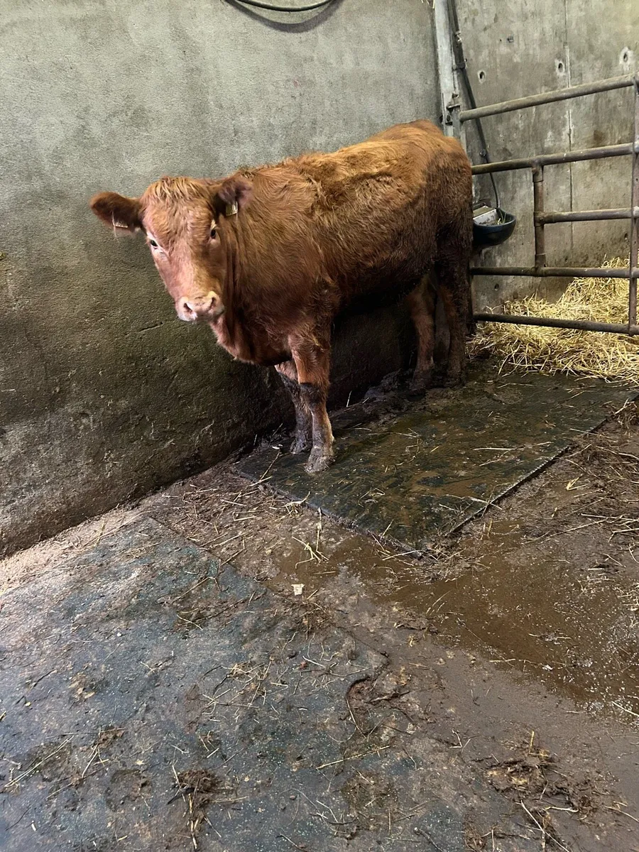 Breeding heifer - Image 4