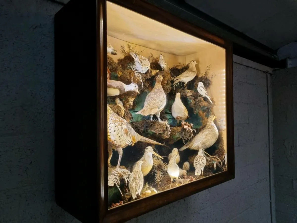 21 Bird Taxidermy Display  (Circa 1937) - Image 3