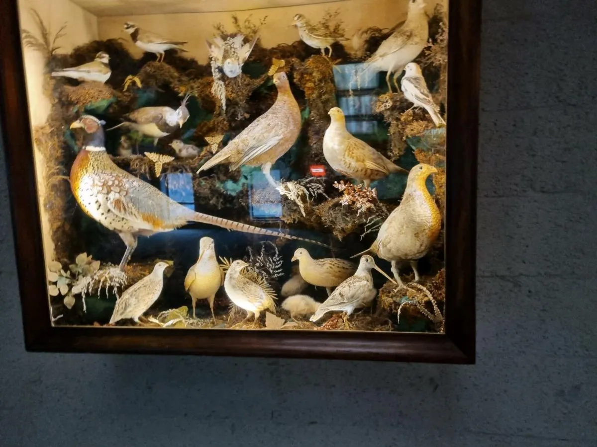 21 Bird Taxidermy Display  (Circa 1937) - Image 4