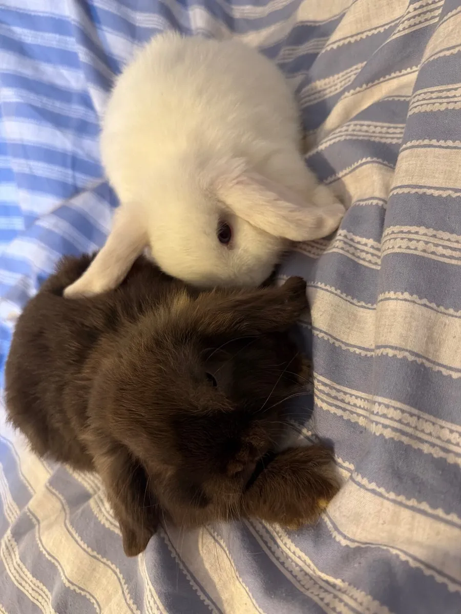 Mini Lops - Image 3