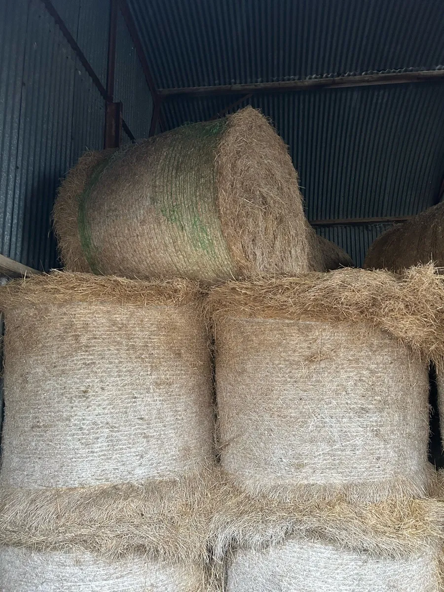 Hay for sale - Image 2