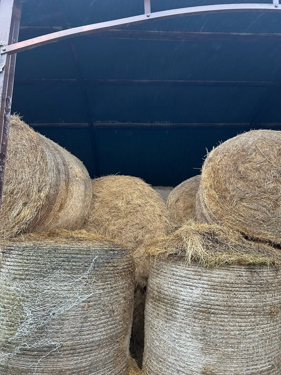 Hay for sale - Image 3