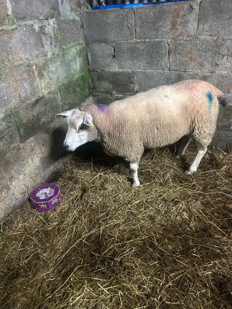 Foster ewe - Image 1