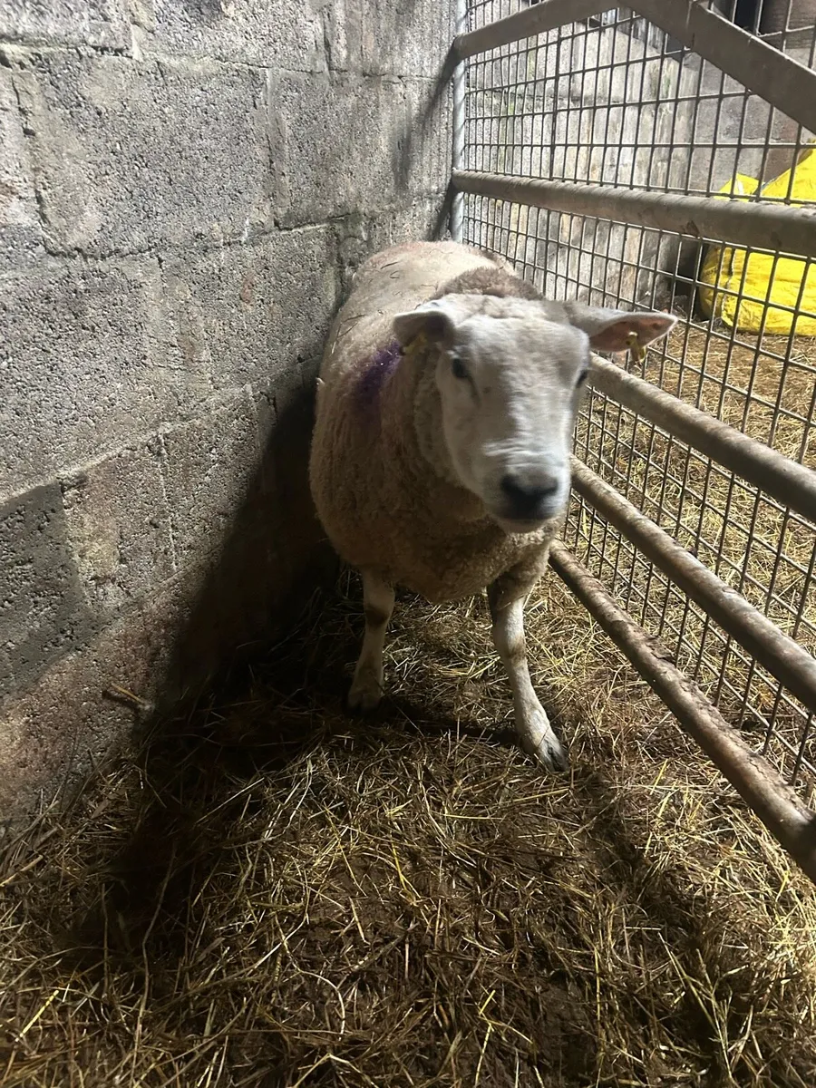 Foster ewe - Image 2