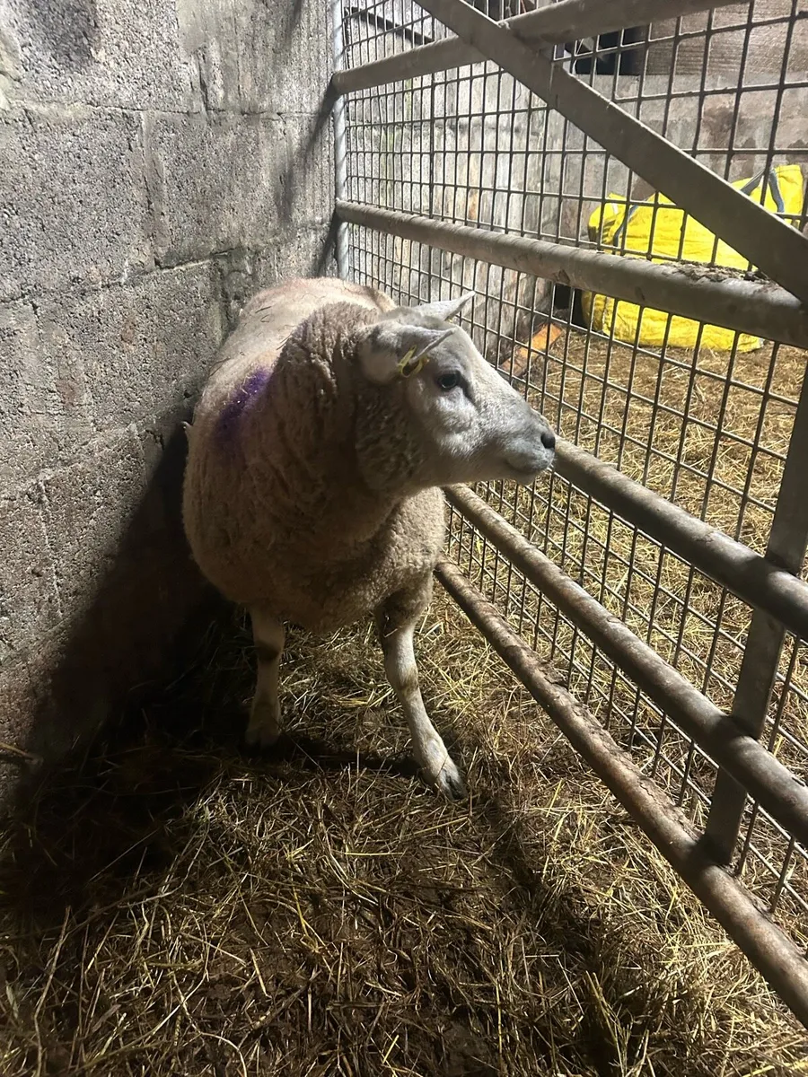 Foster ewe - Image 3