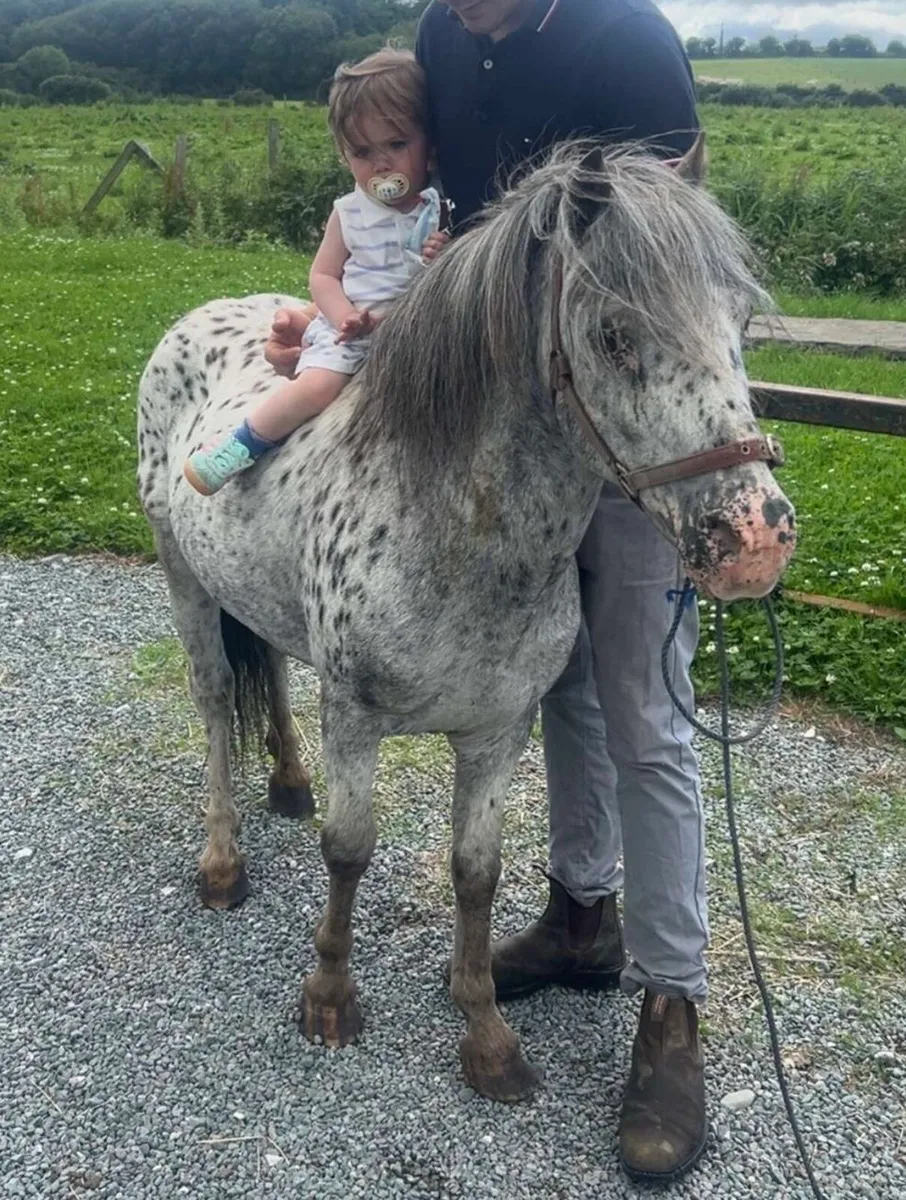 Apalosa stallion/ Teaser