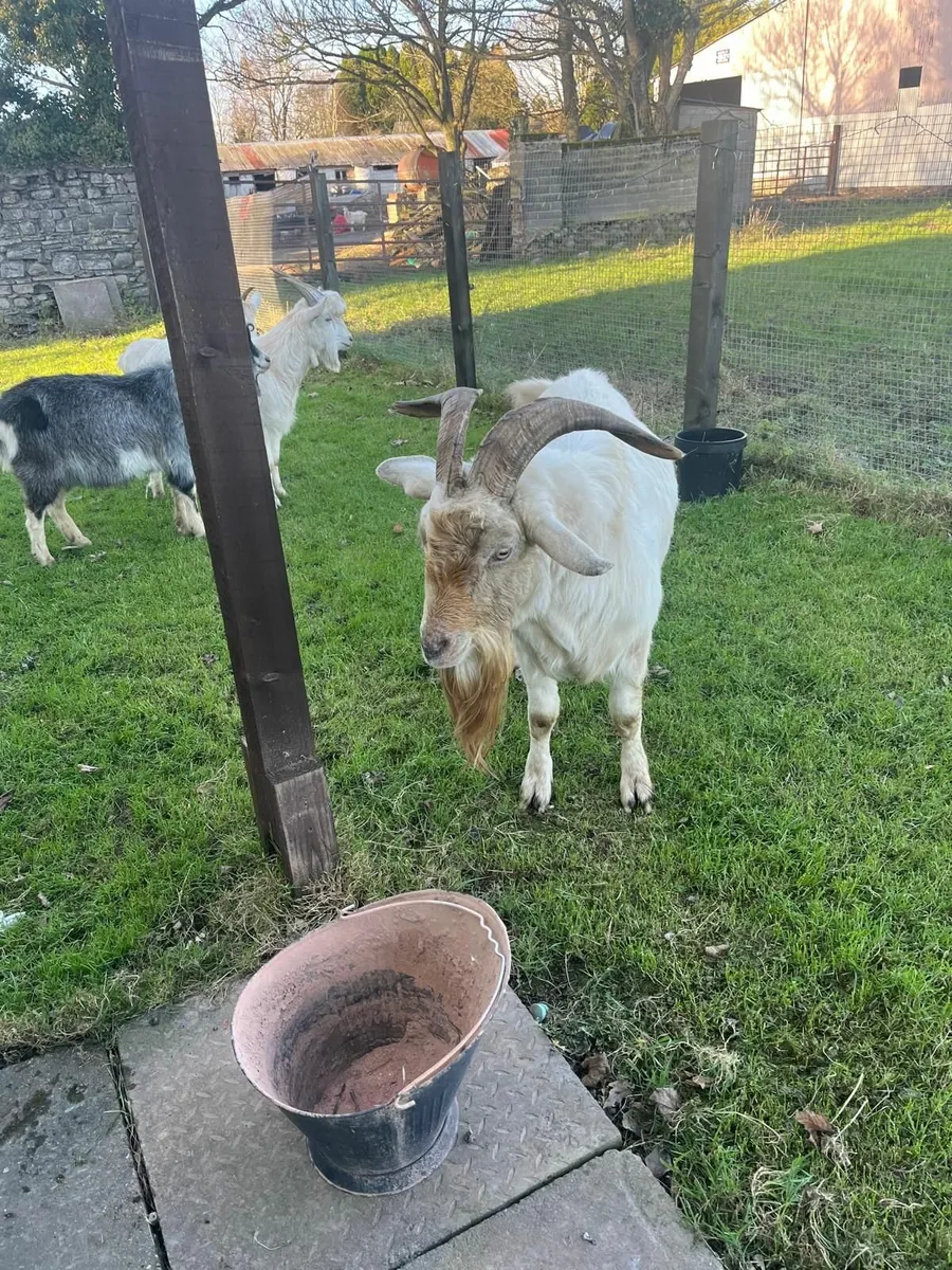 Goats - Image 1