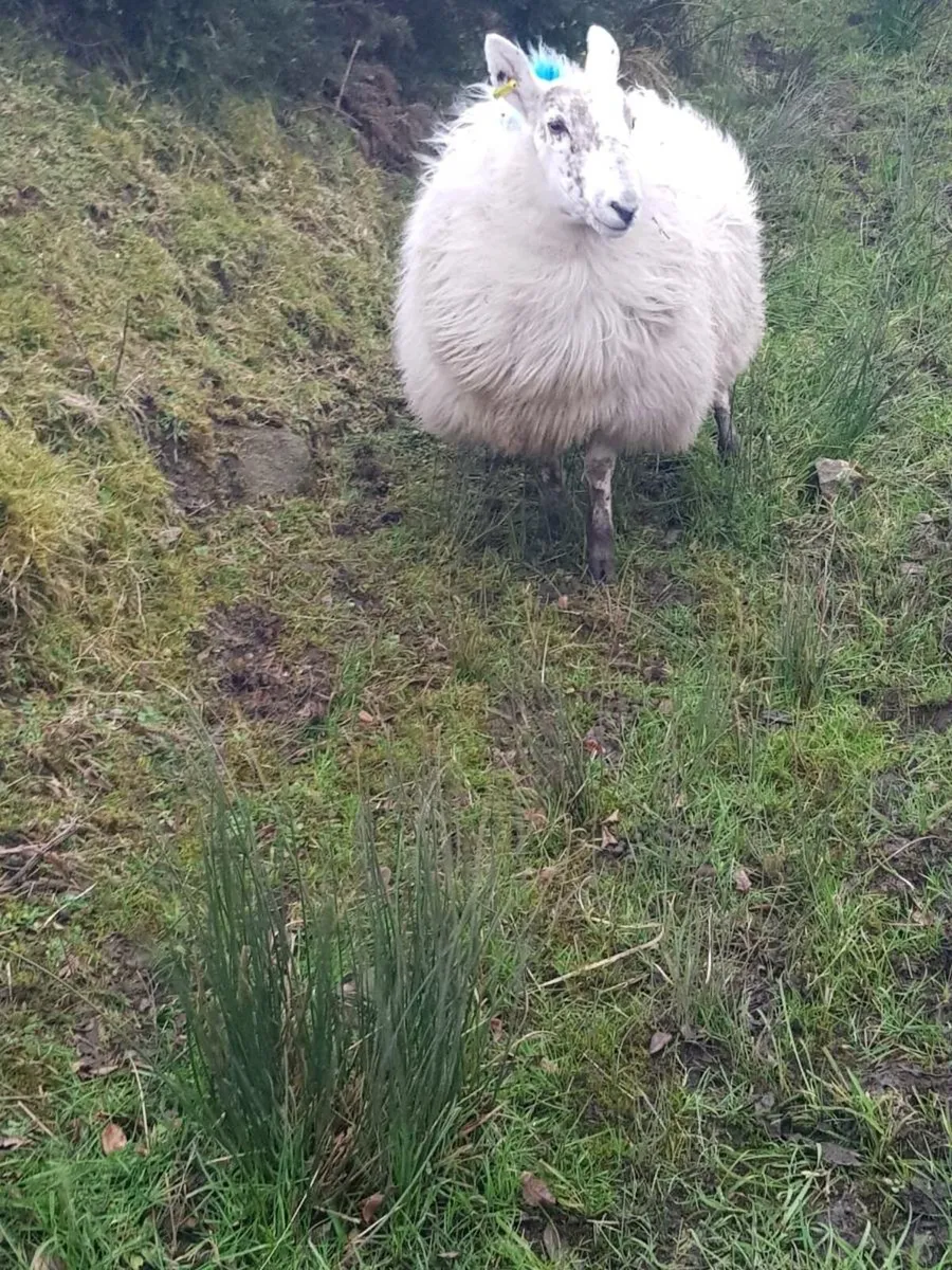 Hogget ewes inlamb - Image 2
