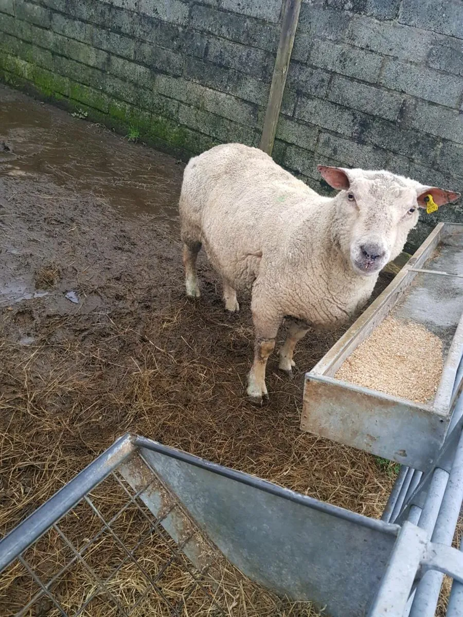 Hogget ewes inlamb - Image 4