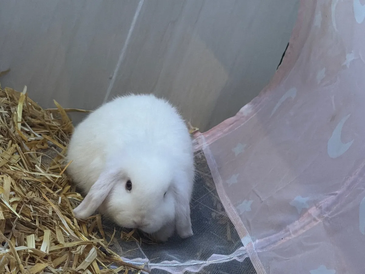 Mini Lops - Image 4