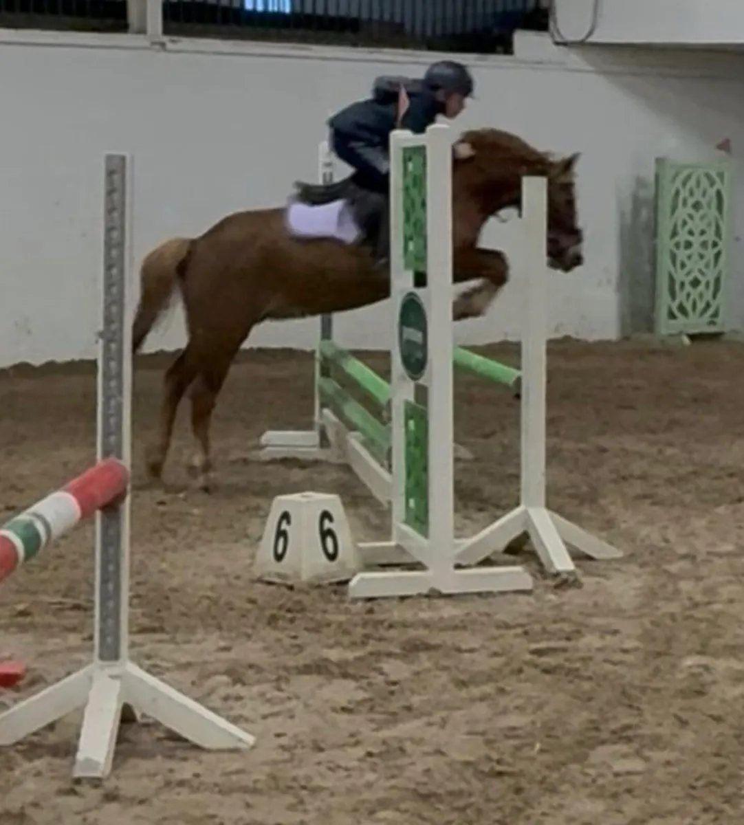 Perfect child's pony - Image 2