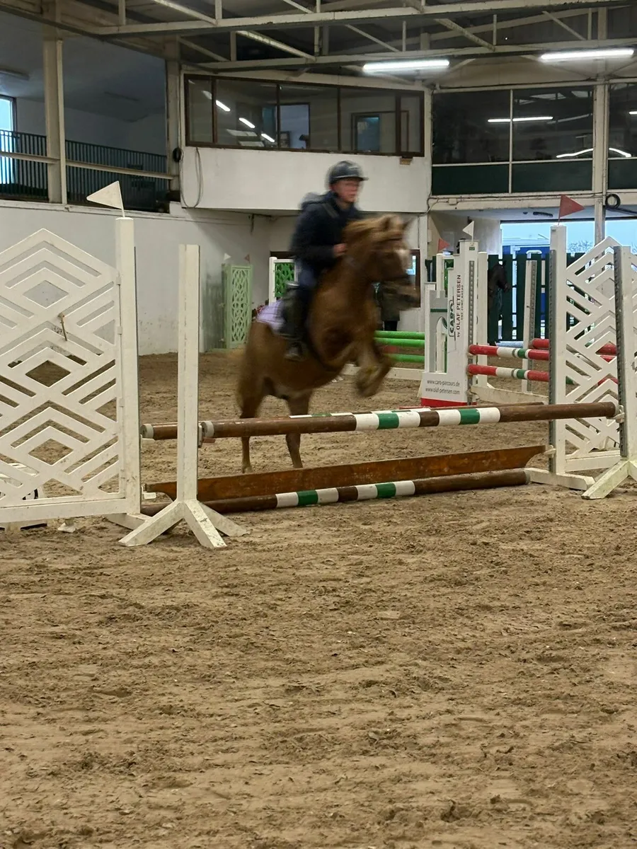 Perfect child's pony - Image 4