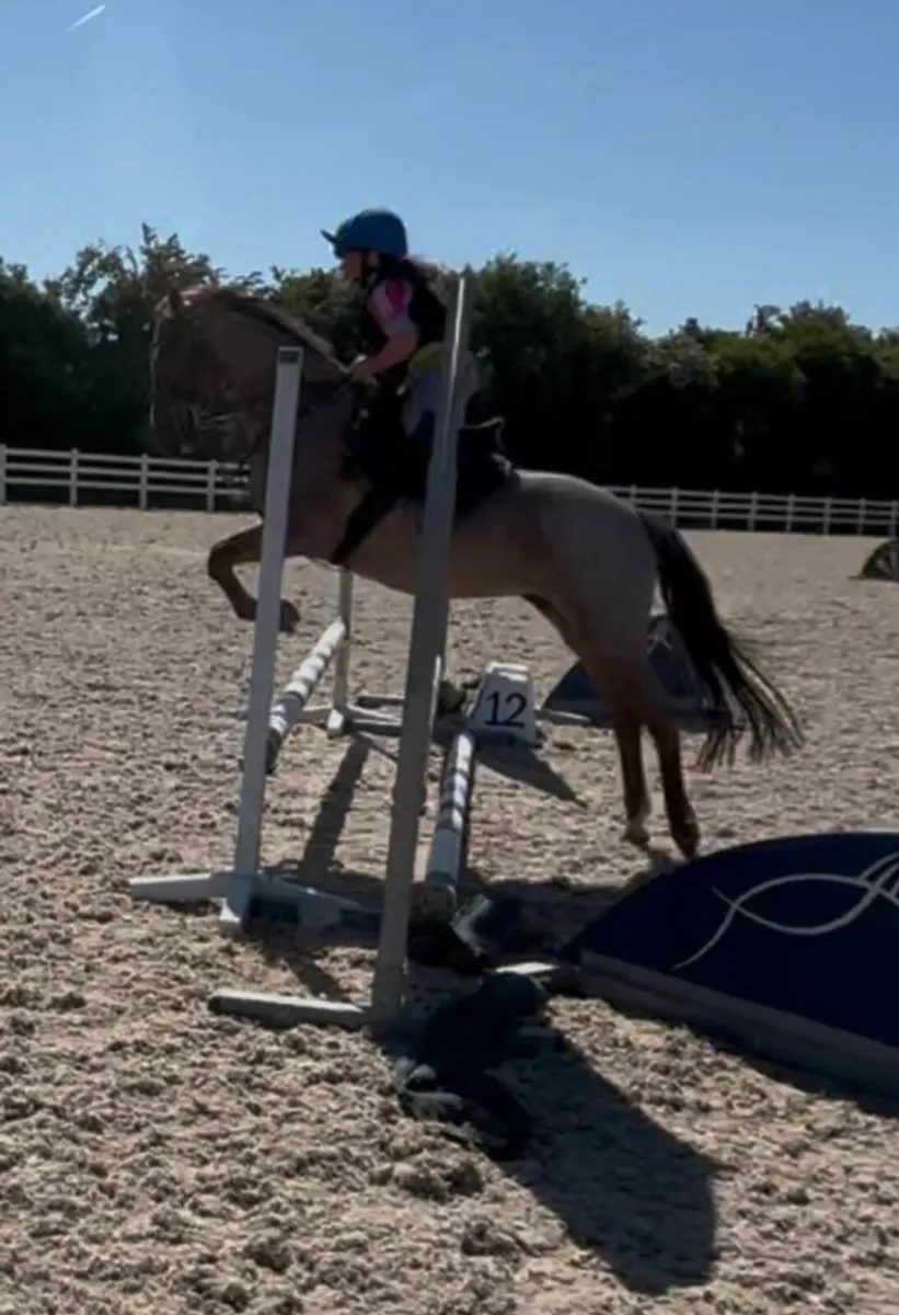 Perfect child's pony - Image 2