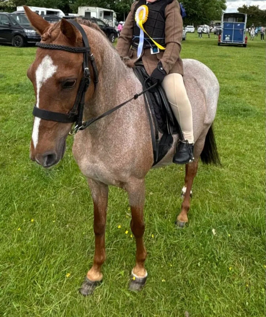 Perfect child's pony - Image 3