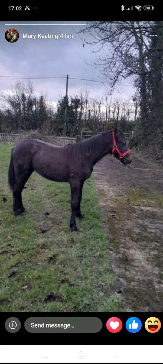 Connemara Colt Foal - Image 1