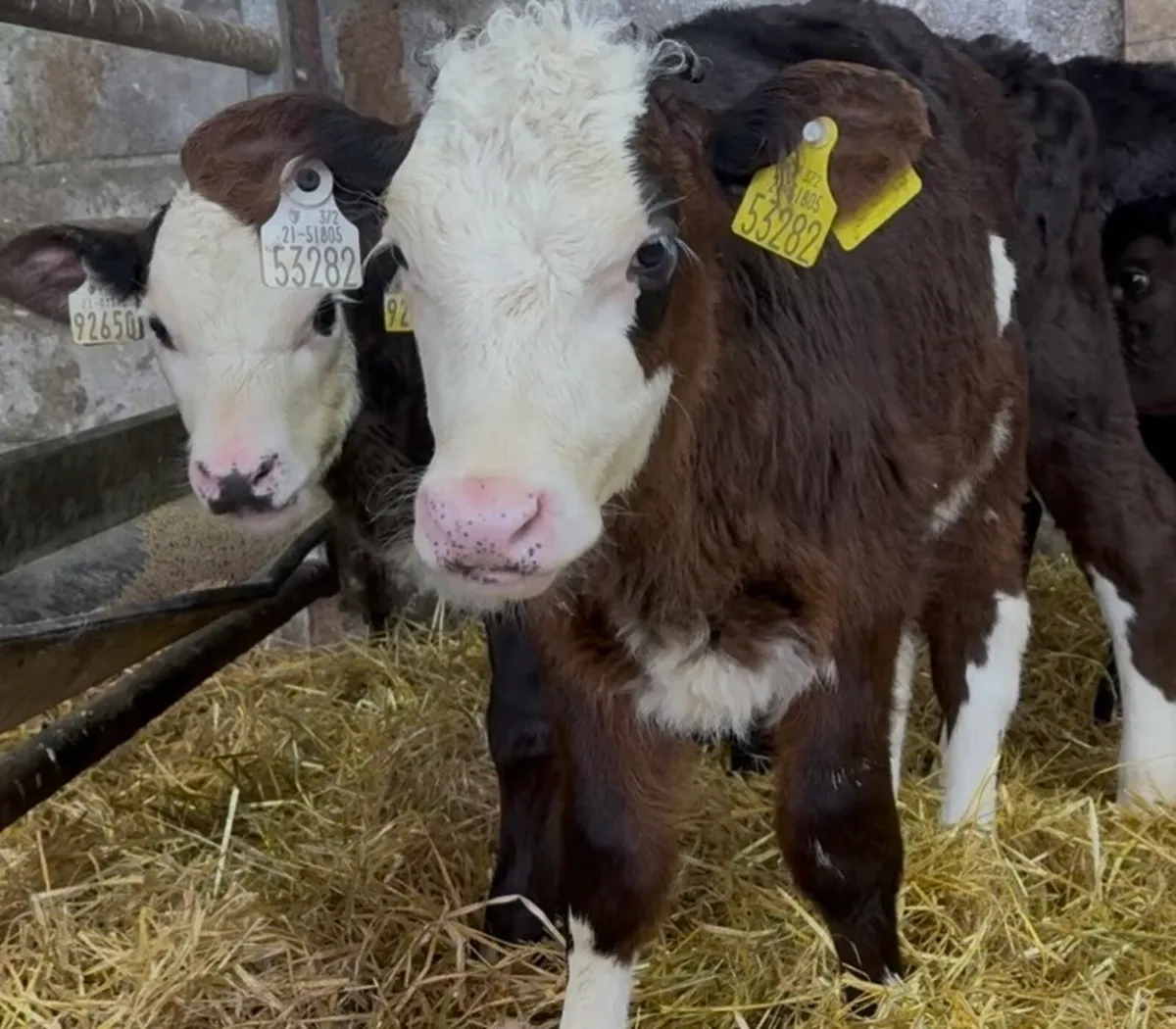 3 Whithead heifers on once a day milk - Image 2