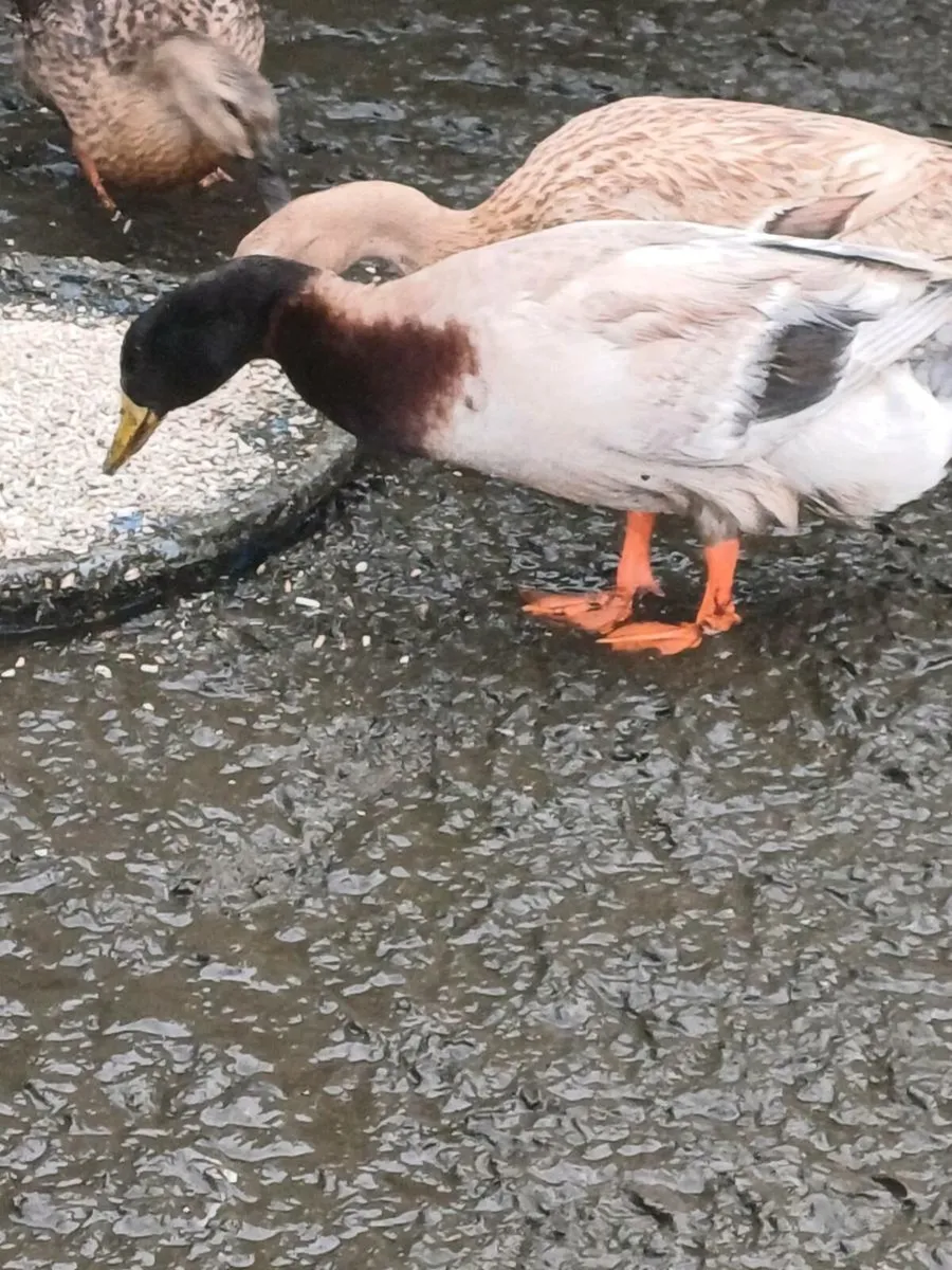 Drake for sale - Image 2