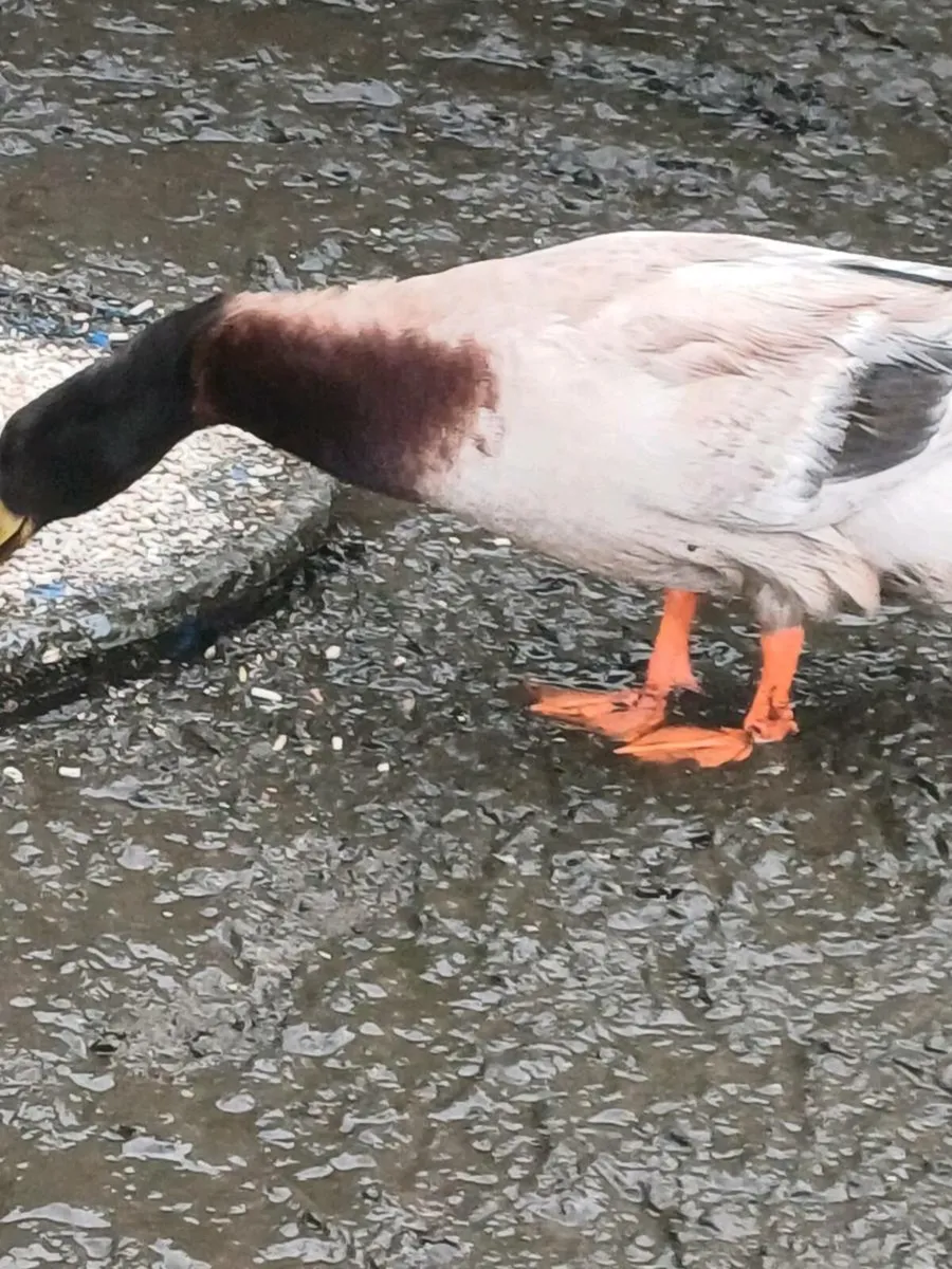 Drake for sale - Image 3