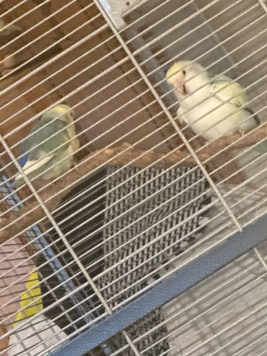 lovebirds and large cage 2 smaller cages seperatly - Image 3