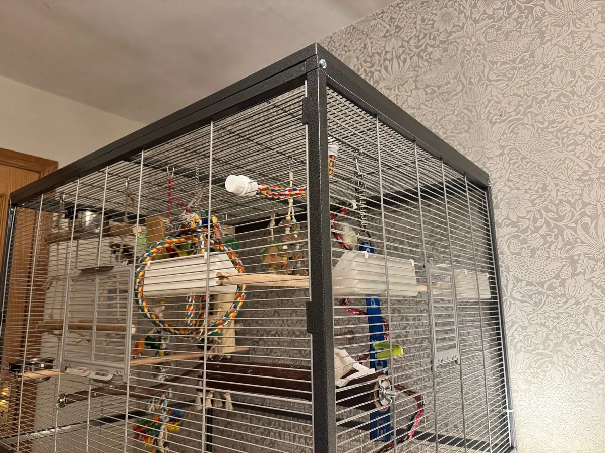 lovebirds and large cage 2 smaller cages seperatly - Image 4