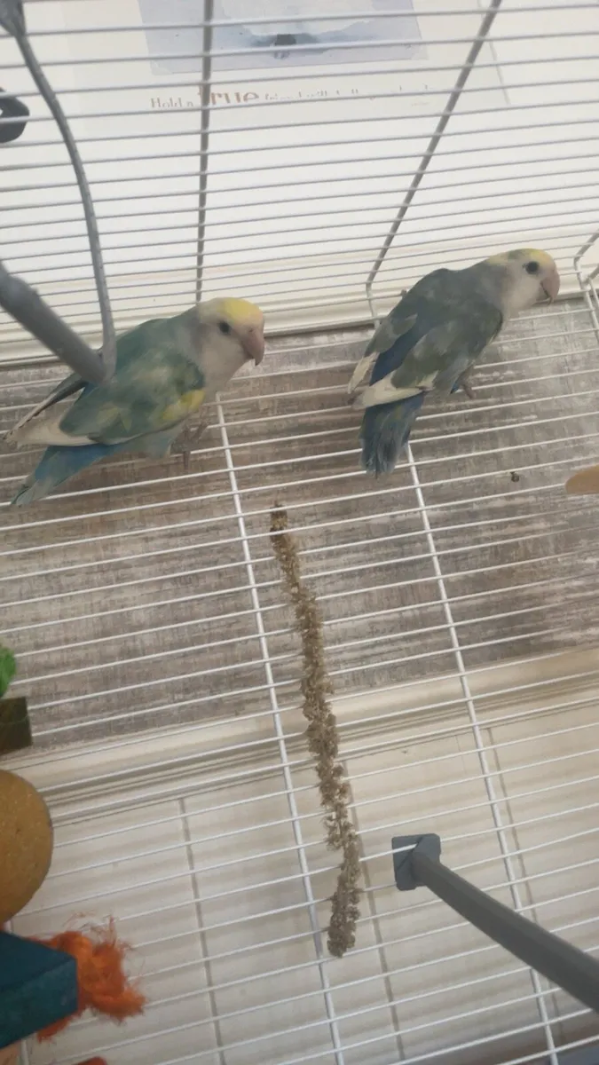 lovebirds and large cage 2 smaller cages seperatly - Image 1