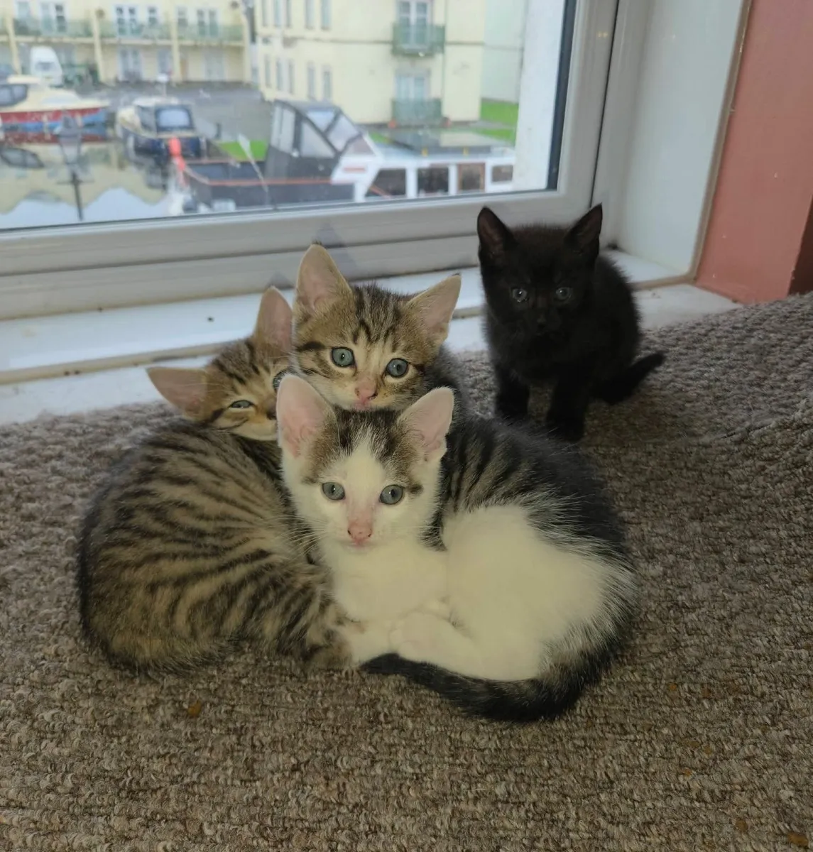 kittens - Image 2