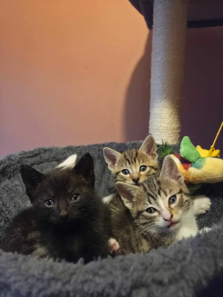 kittens - Image 3