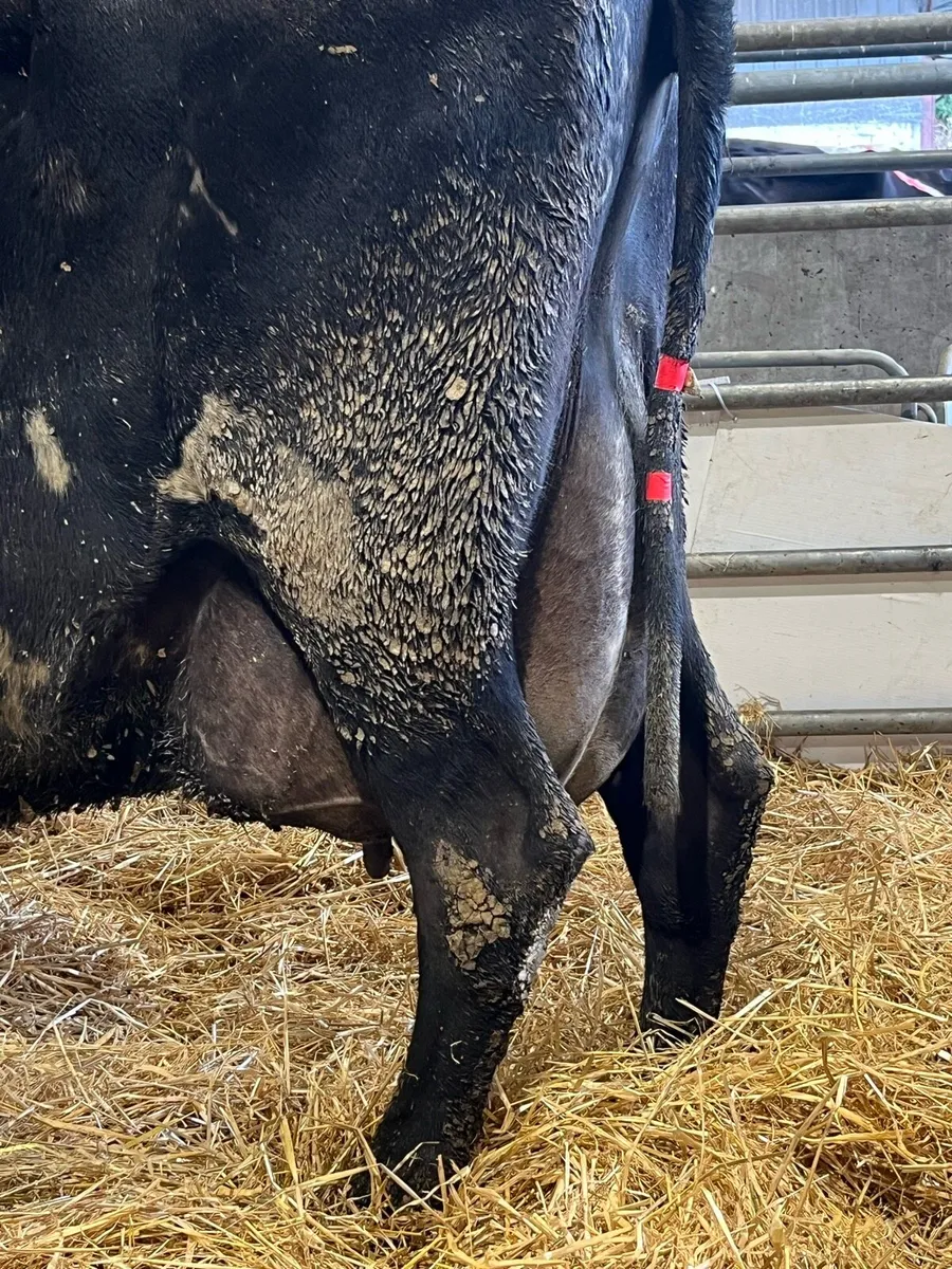 Foster cow freshly calved - Image 1