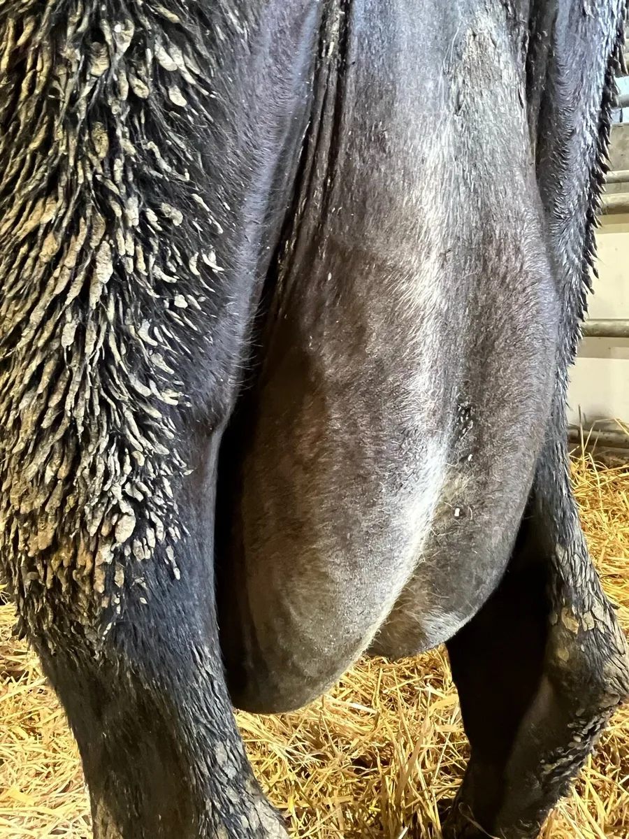 Foster cow freshly calved - Image 2