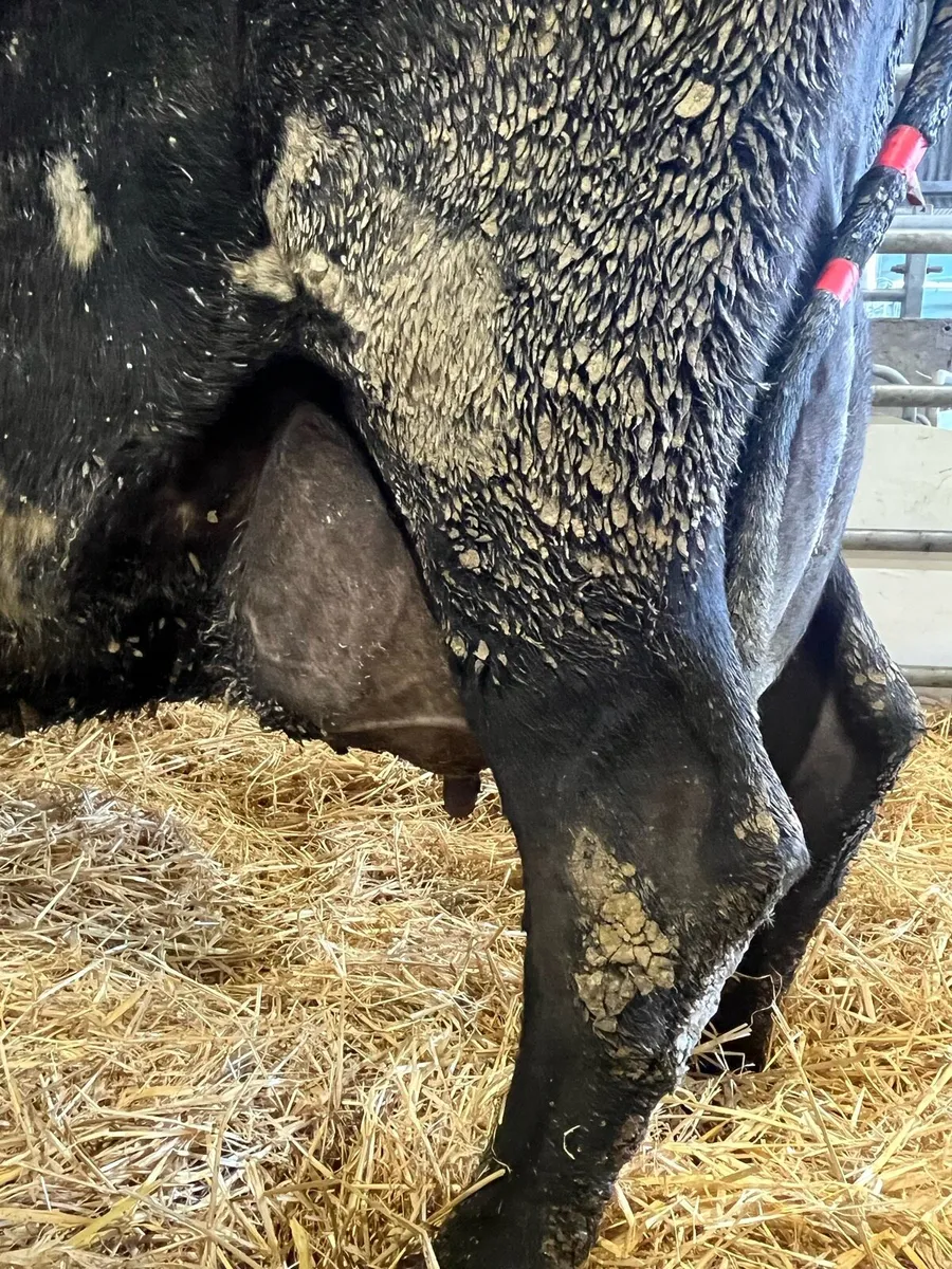 Foster cow freshly calved - Image 3
