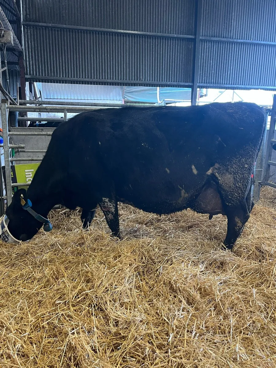 Foster cow freshly calved - Image 4