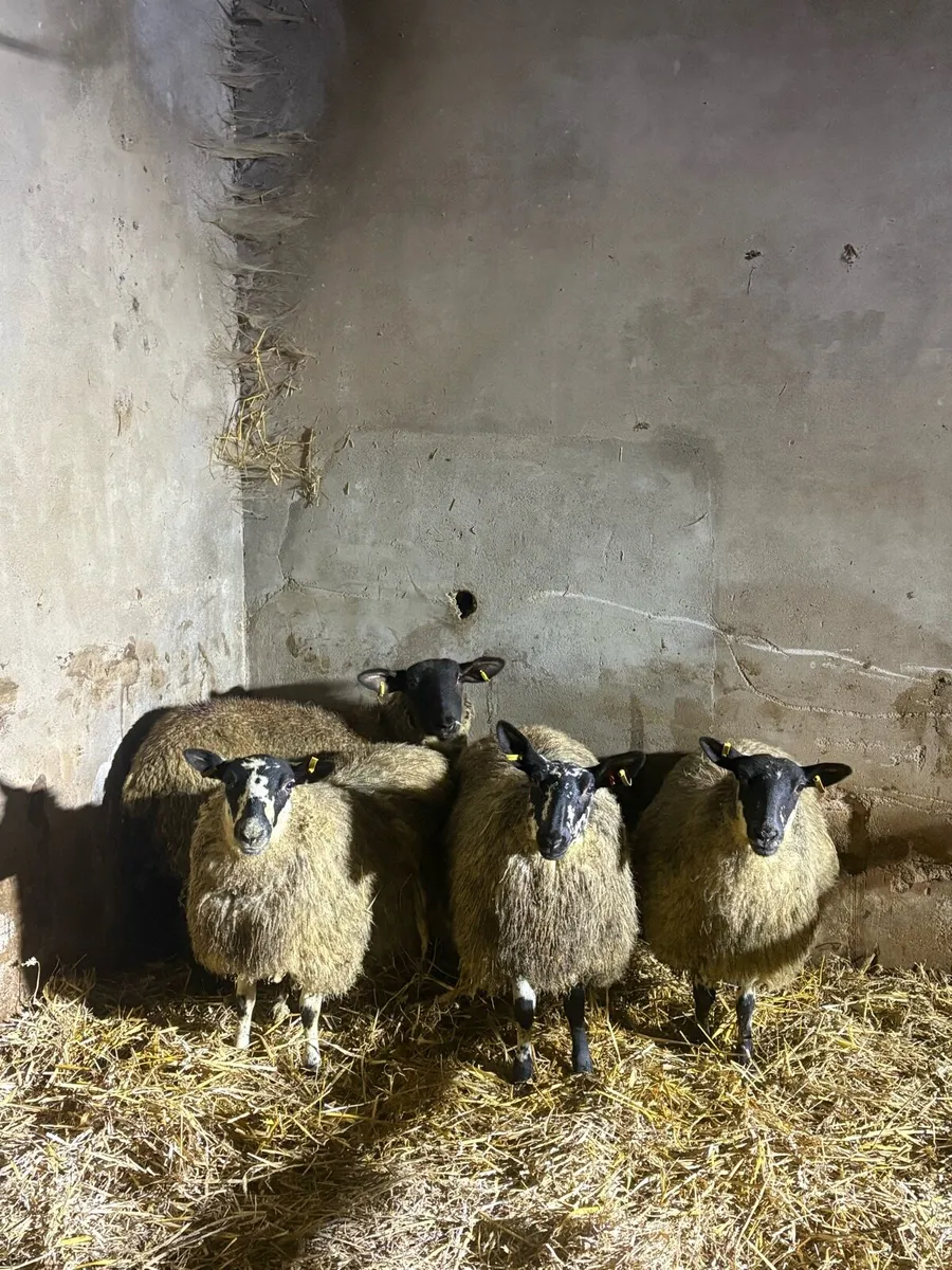 4 ewe lambs - Image 1