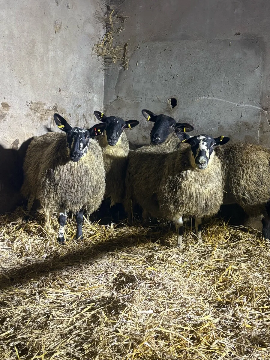 4 ewe lambs - Image 3