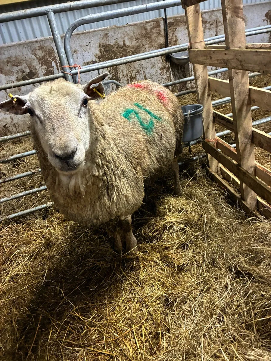 Foster ewe - Image 1