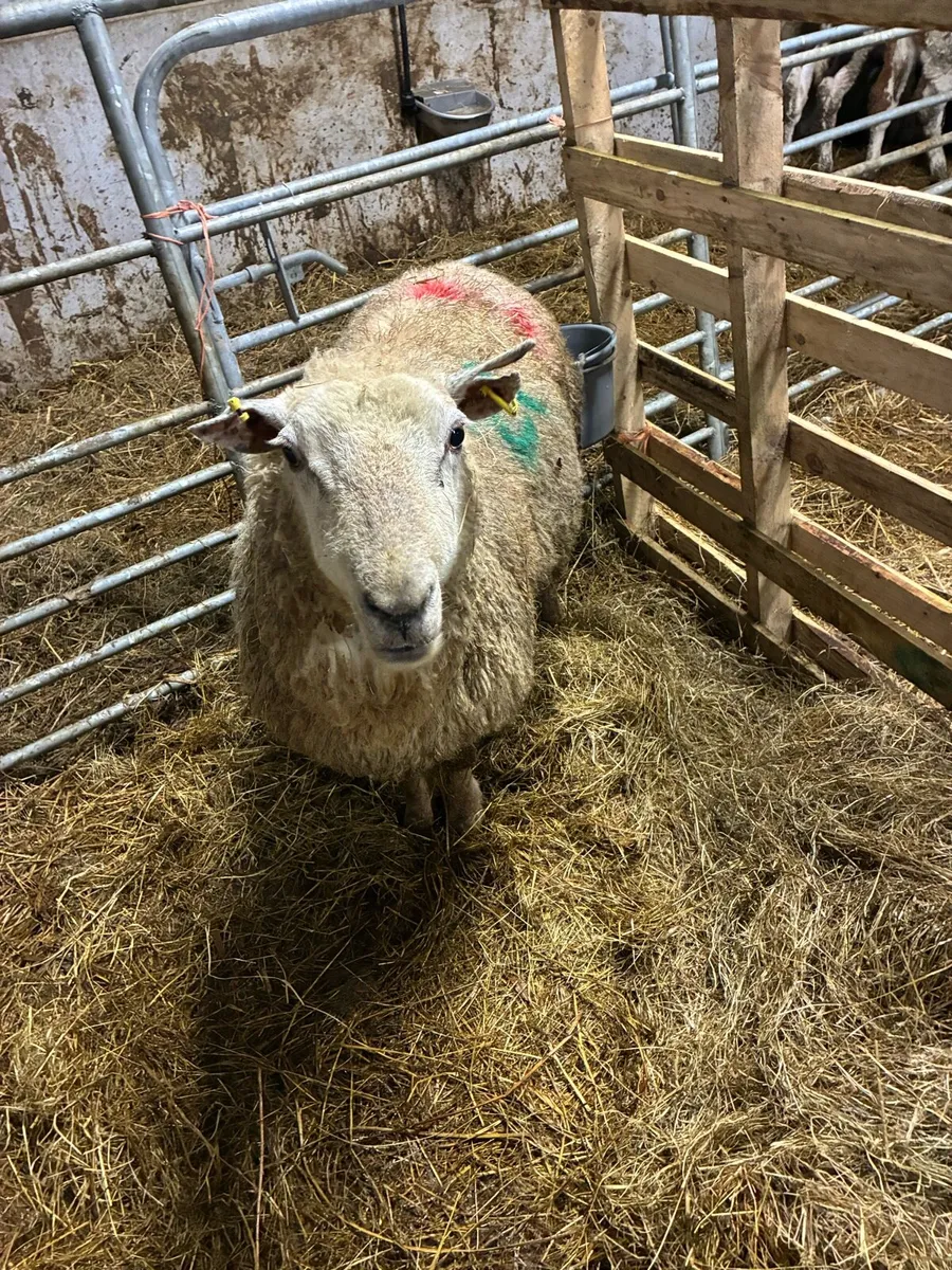 Foster ewe - Image 2