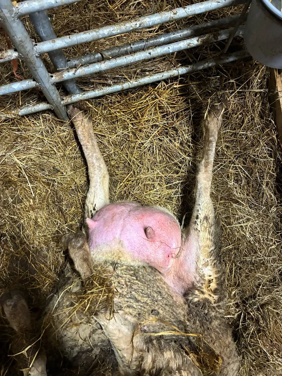 Foster ewe - Image 3