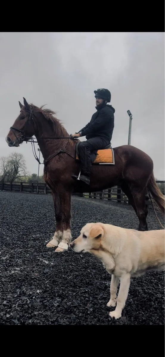 Irish Draught - Image 1