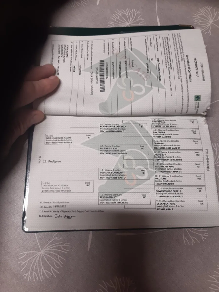 Irish Draught - Image 3