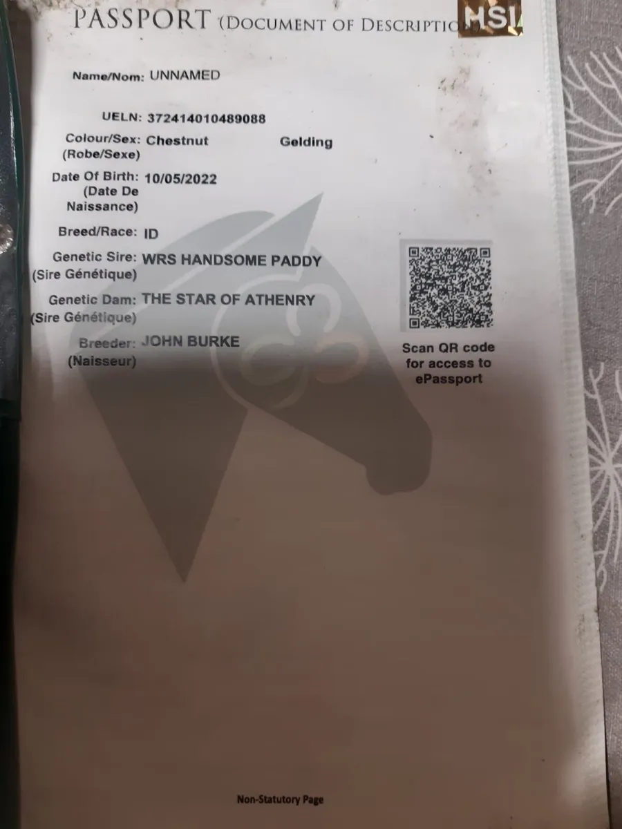 Irish Draught - Image 4