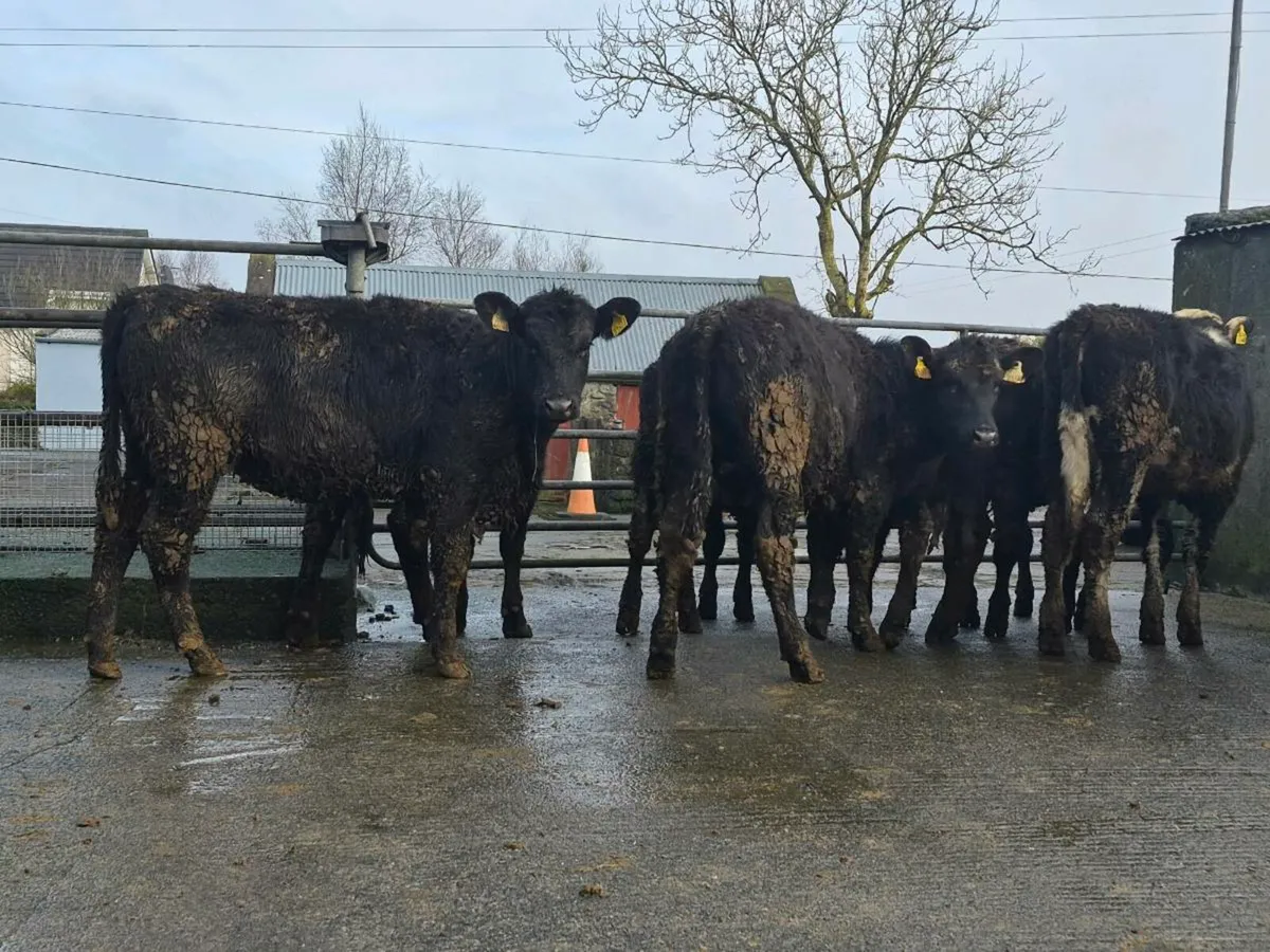10 Aberdeen Angus Heifer Weanlings - Image 1
