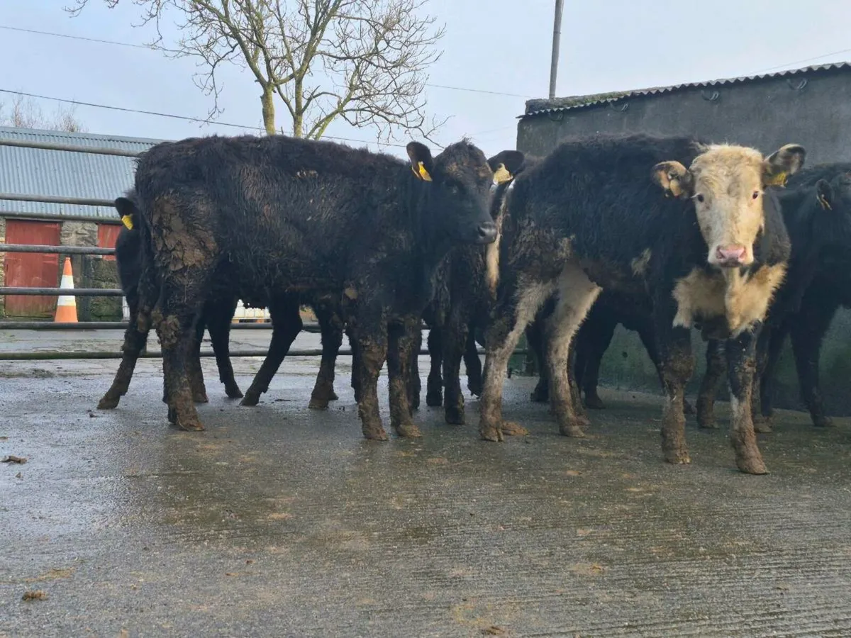 10 Aberdeen Angus Heifer Weanlings - Image 4