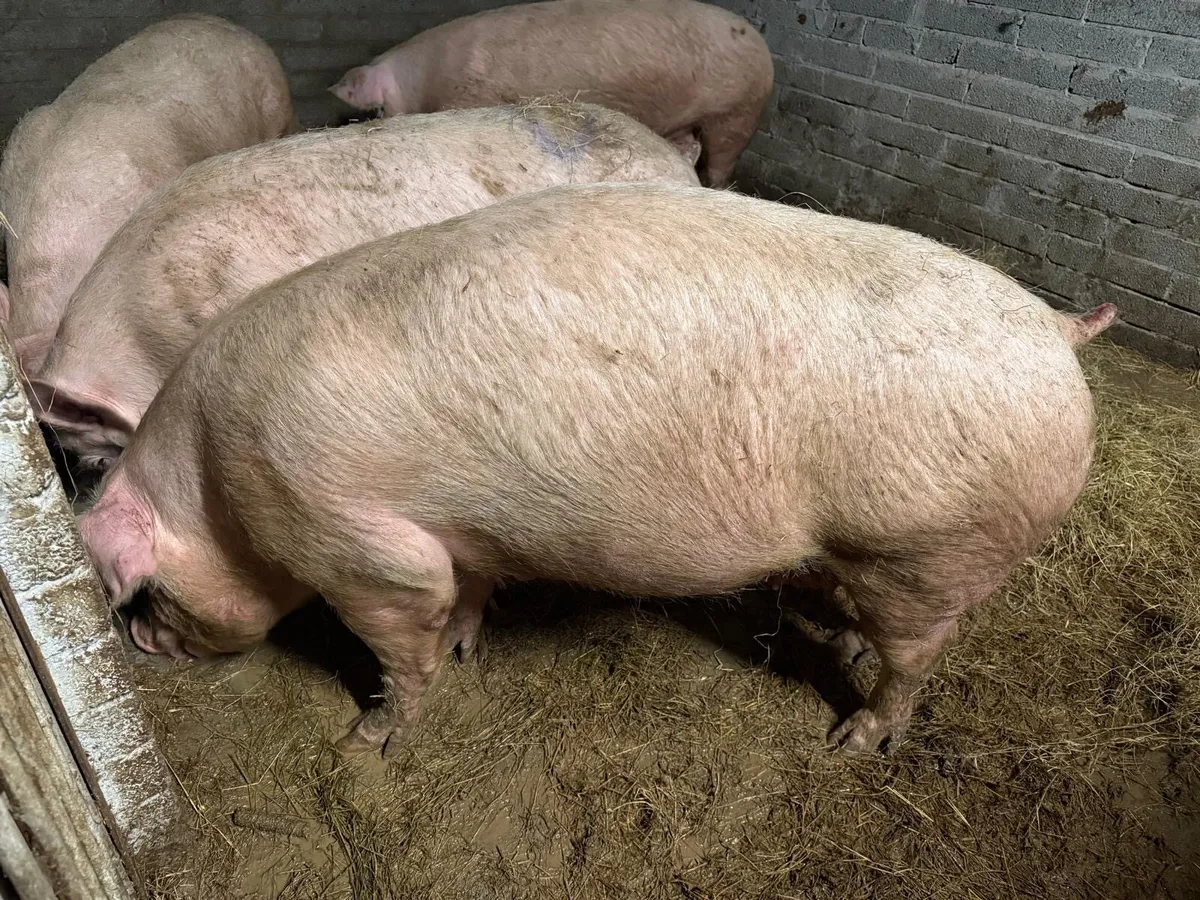 Sow in pig - Image 2