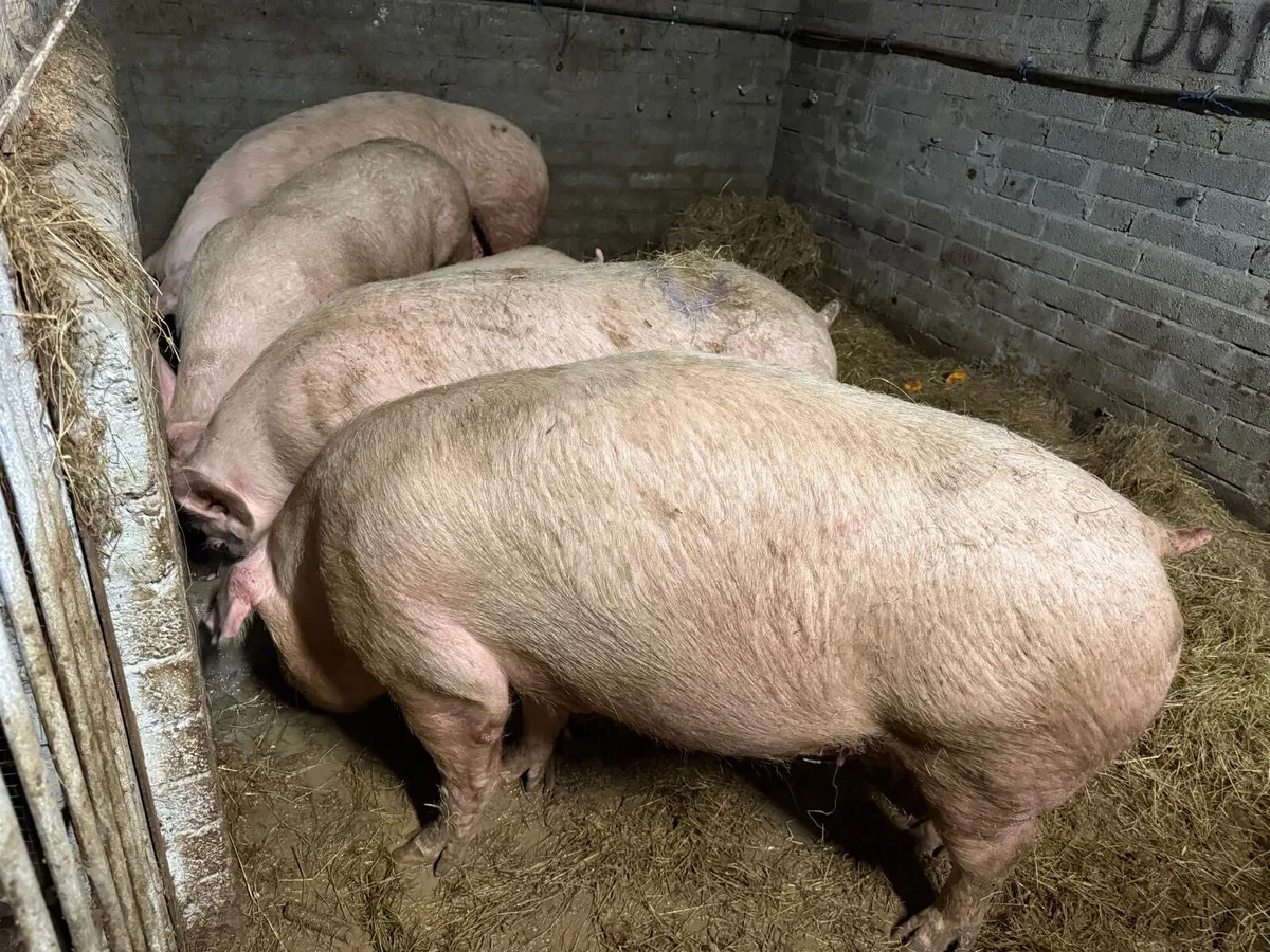 Sow in pig - Image 1