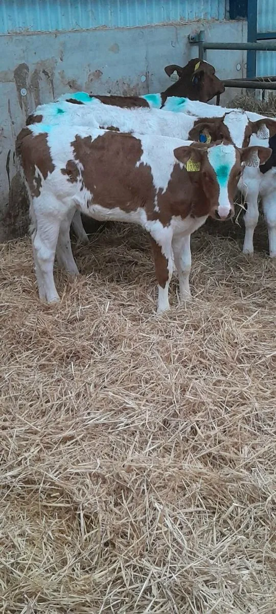 Pedigree heifers - Image 4