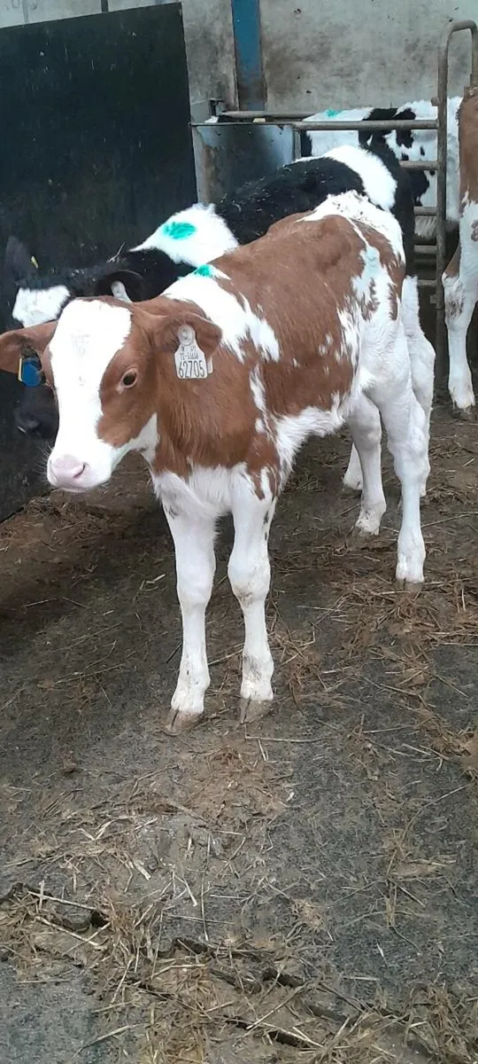 Pedigree heifers - Image 1
